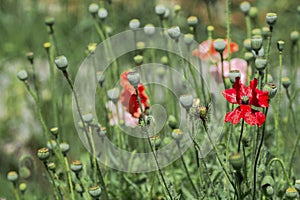 Red poppies in the meadow on a sunny day