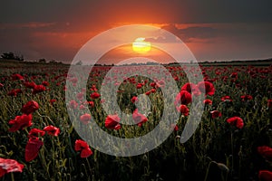 Red poppies in the meadow under dramatic sunset sky in Bayern, Germany