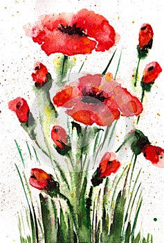 Red poppies in the meadow on a white background. Watercolor illustration. Handmade