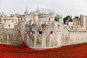 Red poppies in the moat of the Tower of London