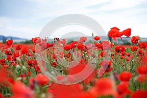 Red poppies on a mountain meadow.