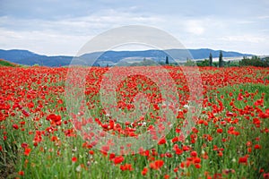 Red poppies on a mountain meadow.