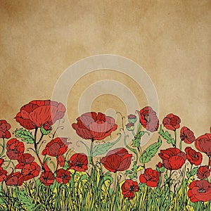Red poppies on old paper background. Hand drawn  illustration.
