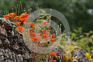 Red poppies on an old stone wall