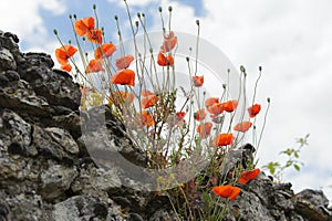 Red poppies on an old stone wall