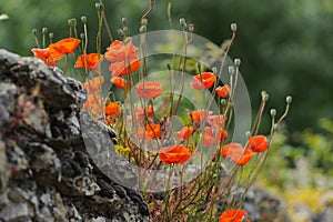 Red poppies on an old stone wall