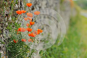 Red poppies on an old stone wall