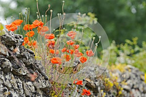 Red poppies on an old stone wall