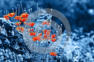 Red poppies on an old stone wall. Trend color 2020 classic blue.