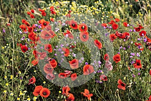 Red poppies among other spring flowers in La Horra, Burgos, Spain.