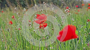 Red poppies and other wildflowers