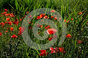 Red poppies on the outskirts of town