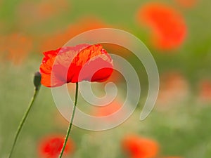 Red Poppies - Papaver-rhoeas