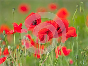 Red Poppies - Papaver-rhoeas