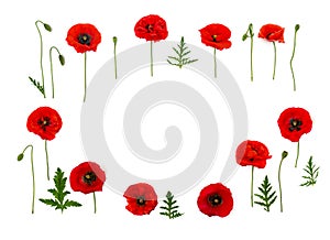 Red poppies Papaver rhoeas common names: corn poppy, corn rose, field poppy, Flanders poppy, red weed, coquelicot, headwark on