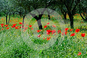 Red Poppies (Papaver Rhoeas) and Olive Trees, Umbria, Italy