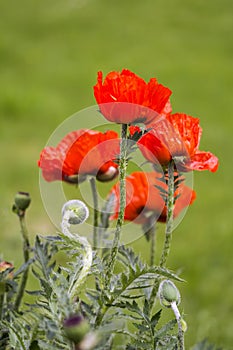 Red poppies Papaveraceae