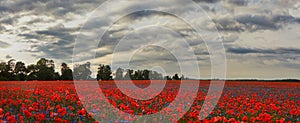 Red poppies in a poppies field. Remembrance or armistice day.