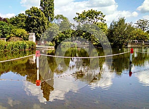 Red Poppies on posts in a pond