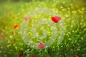 Red poppies in rays sun. Red poppy flowers blooming in the green grass field, floral sunny natural spring background