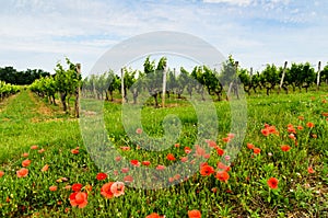 Red poppies and rows of grape vines.