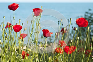 Red poppies on sea shore