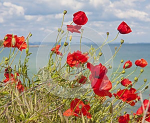 red poppies on sea shore.
