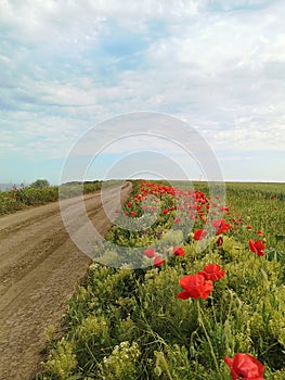 Red poppies on the side of a dirt road