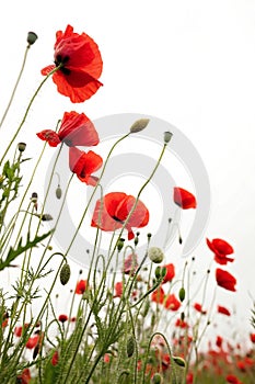 Red poppies in a spring flower garden photo