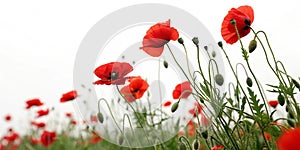 Red poppies in a spring flower garden photo