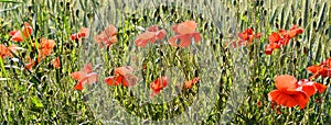 Red Poppies in a spring wheat field