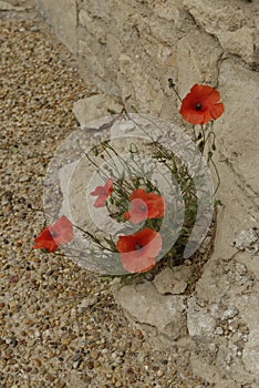 Red Poppies and Stone Wall