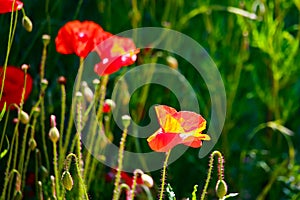 Red poppies on a summer meadow