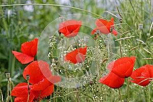 Red Poppies on summer meadow