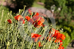 Red poppies in Sunny day on a green meadow. Photo of a red field