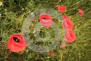 Red poppies in sunny summer meadow