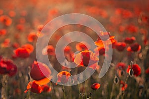 Red poppies at sunset with selective focus