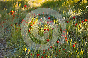 Red poppies at sunset. Spring meadow. Red flowers.