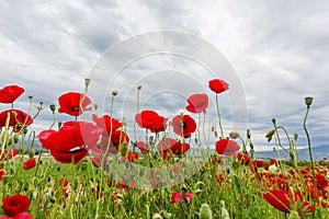 Red poppies swaying in the wind