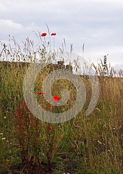 Red poppies in tall grass