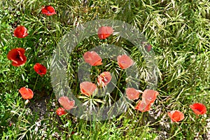 Red poppies with tall summer green grass background
