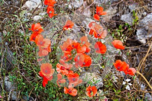 Red poppies. Turkey. Side city.