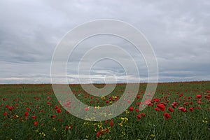 Red poppies under the blue sky