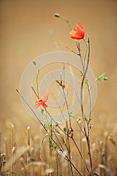 Red poppies under brown background