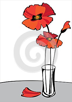 Red poppies in vase isolated on white background