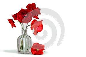 Red poppies in a vase isolated on white background