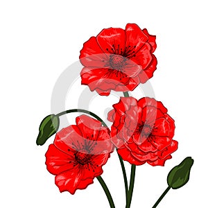 Red Poppies - Vector