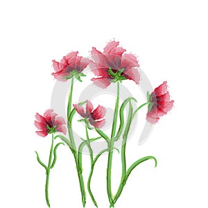 Red poppies in vintage style. Spring bouquet. Vintage pattern. Vector nature graphic background. Stock image