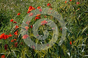 Red poppies in the wheat field