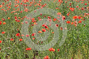 Red poppies in a wheat field